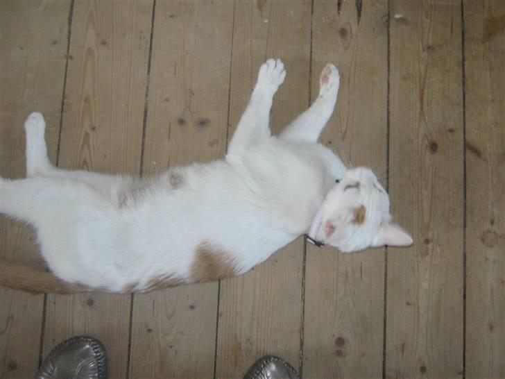 Huskat Pjevs - feder ud på gulvet. billede 13