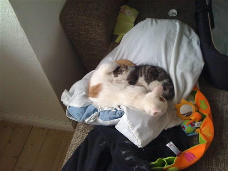 Huskat Pjevs - Pjevs og bittemis.. billede 16