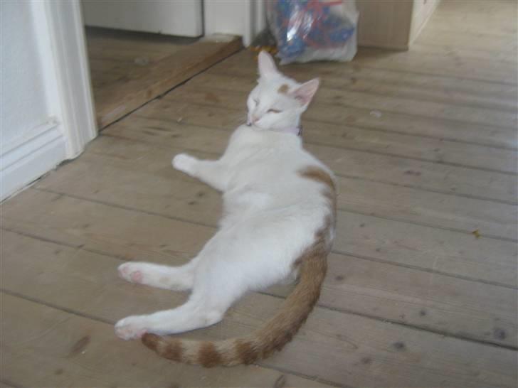 Huskat Pjevs - dovner igen igen.. billede 18