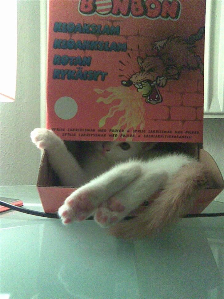 Huskat Pjevs - Hvorfor ligge i sengen når man kan ligge i en slikkepindsæske. billede 19