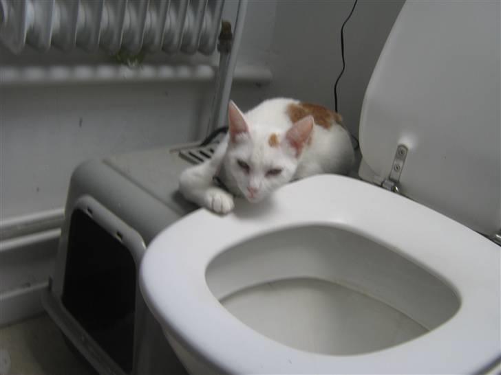 Huskat Pjevs - på vej i toilettet. billede 20