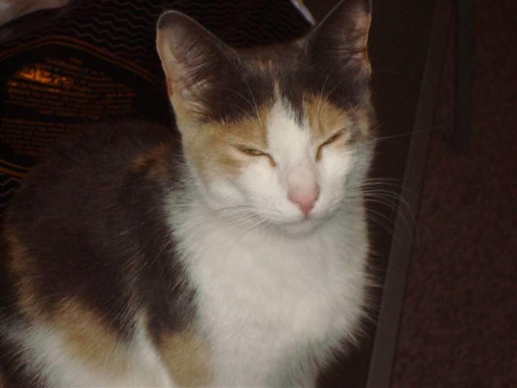 Blanding af racer Kia billede 1