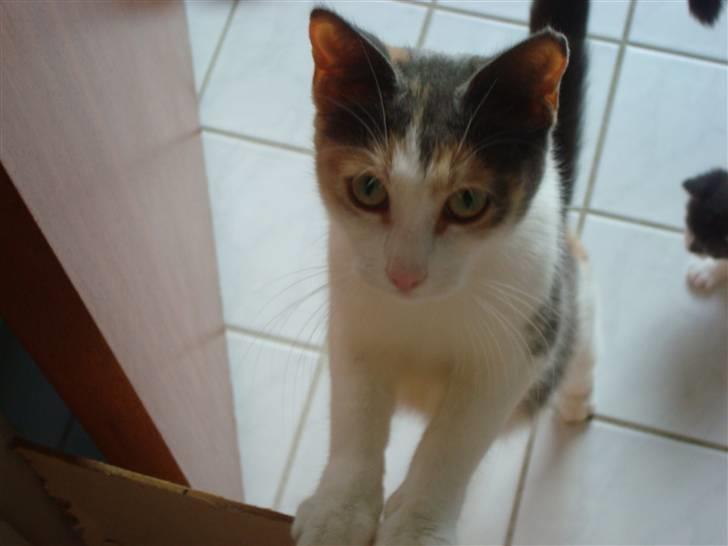 Blanding af racer Kia billede 2