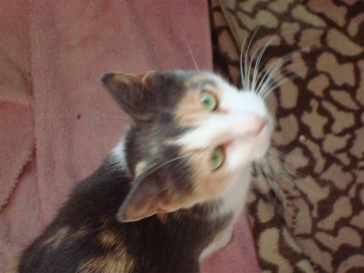 Blanding af racer Kia billede 3