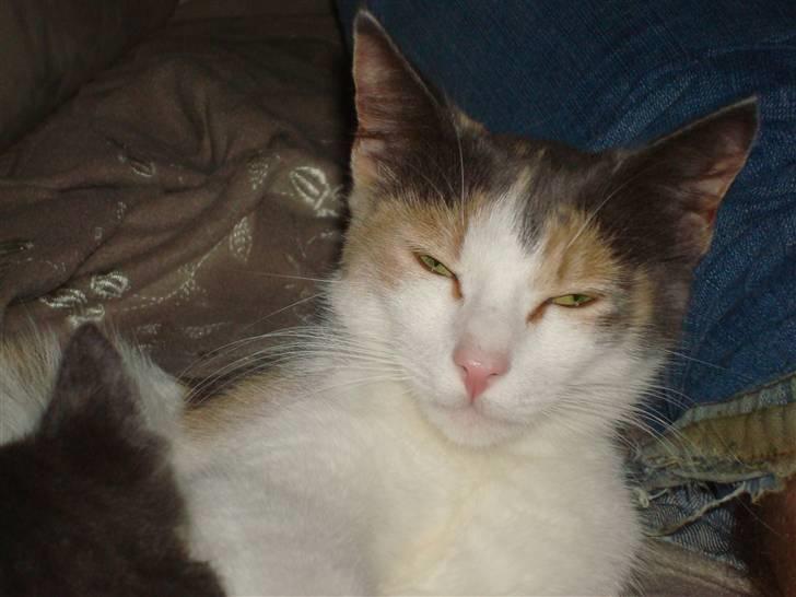 Blanding af racer Kia billede 4