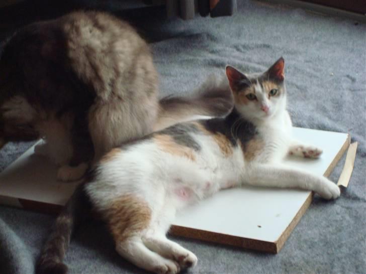 Blanding af racer Kia billede 5