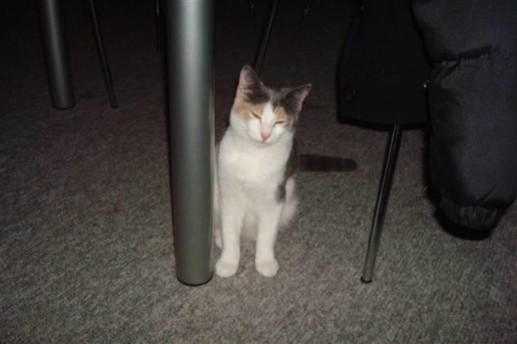 Blanding af racer Kia billede 6