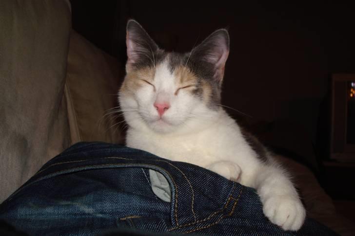 Blanding af racer Kia billede 7