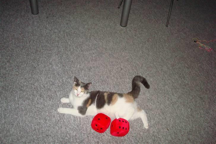 Blanding af racer Kia billede 8