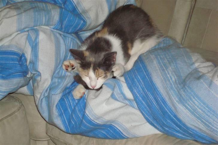 Blanding af racer Kia billede 9