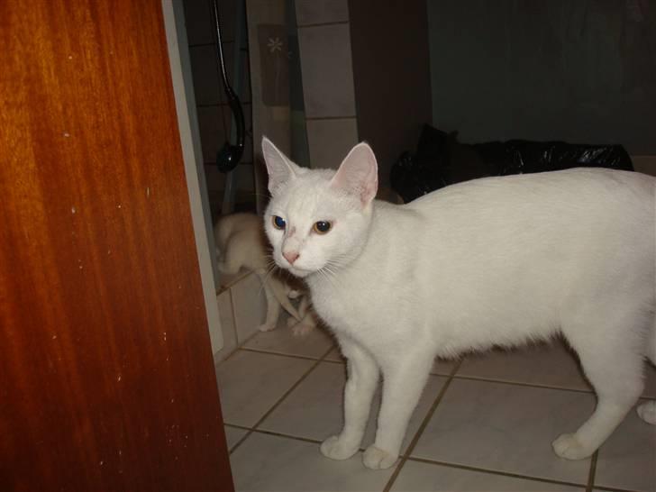 Huskat Misty billede 1