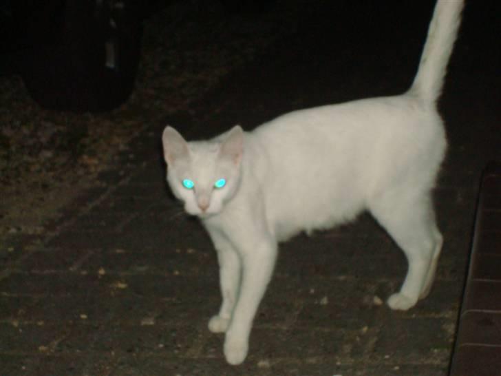 Huskat Misty billede 2