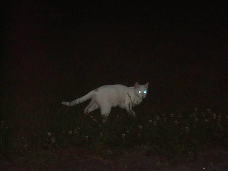 Huskat Misty billede 3