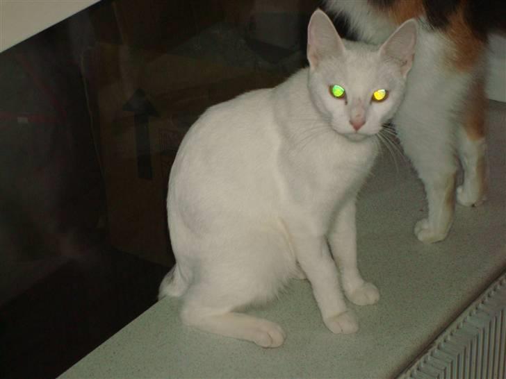 Huskat Misty billede 4