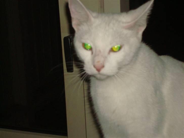 Huskat Misty billede 5