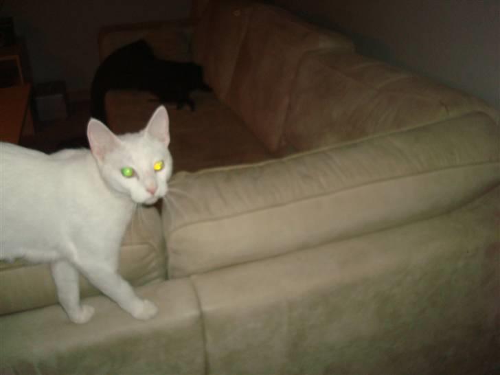 Huskat Misty billede 6