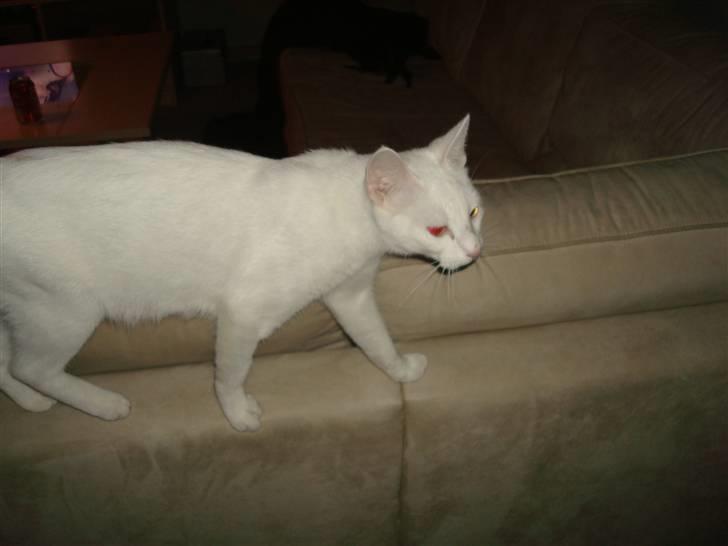 Huskat Misty billede 7