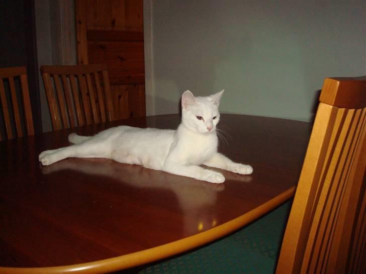 Huskat Misty billede 8