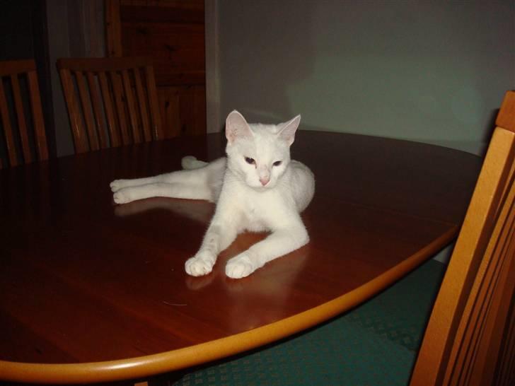 Huskat Misty billede 9