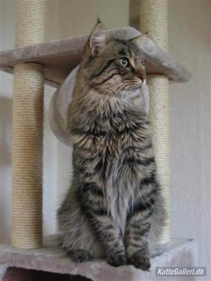 Norsk Skovkat Basse billede 1