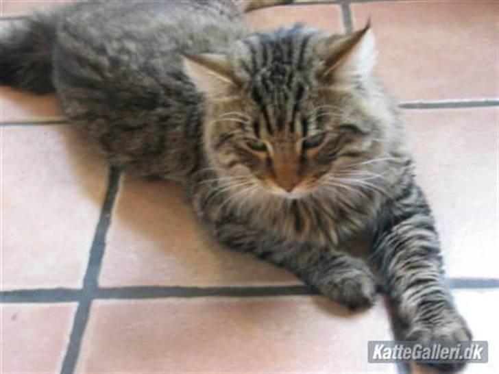 Norsk Skovkat Basse billede 2