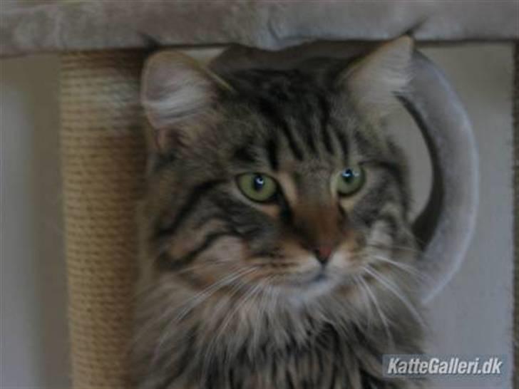 Norsk Skovkat Basse billede 3