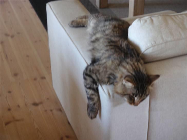 Norsk Skovkat Basse billede 4