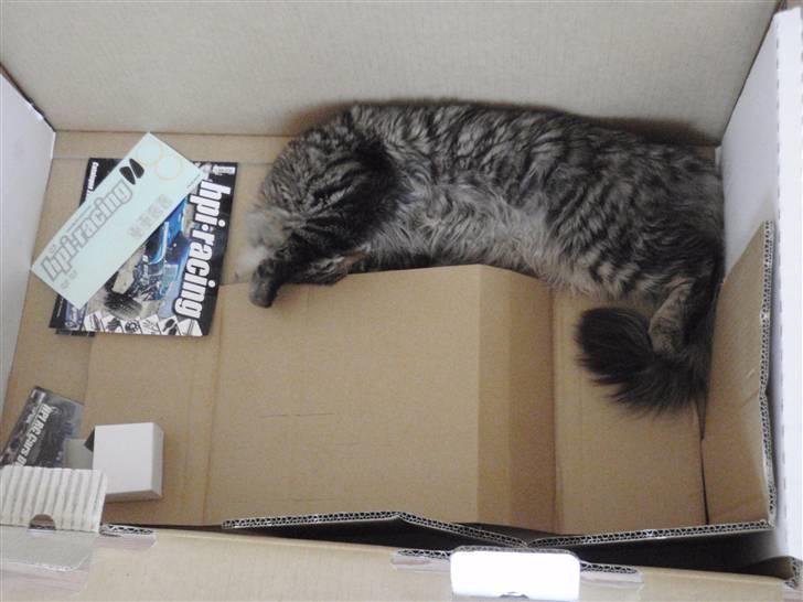 Norsk Skovkat Basse billede 5