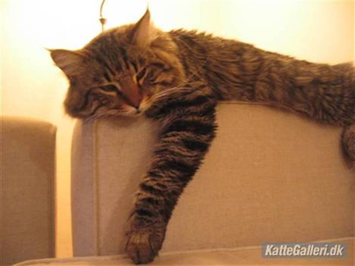 Norsk Skovkat Basse billede 6