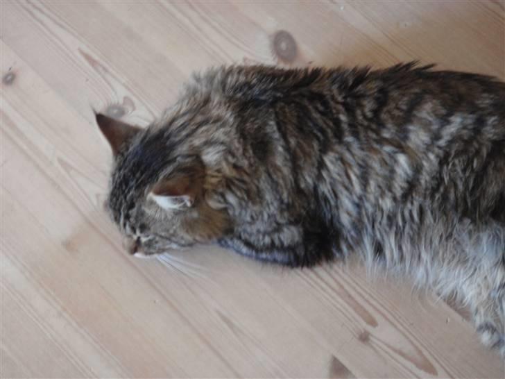 Norsk Skovkat Basse billede 7