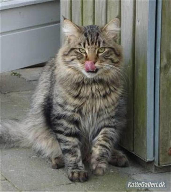 Norsk Skovkat Basse billede 8