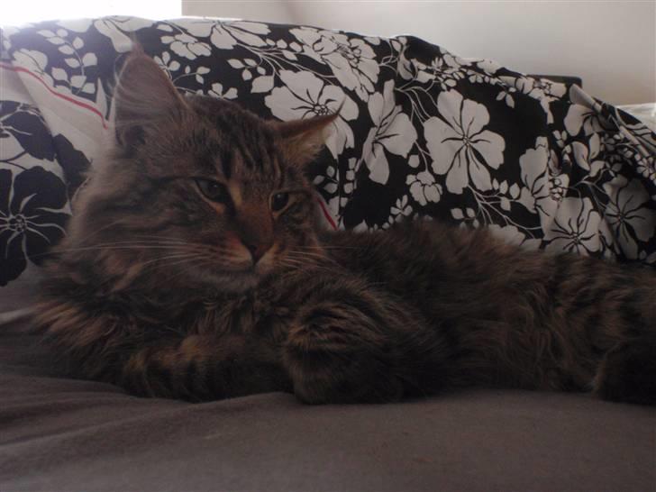 Norsk Skovkat Basse billede 9