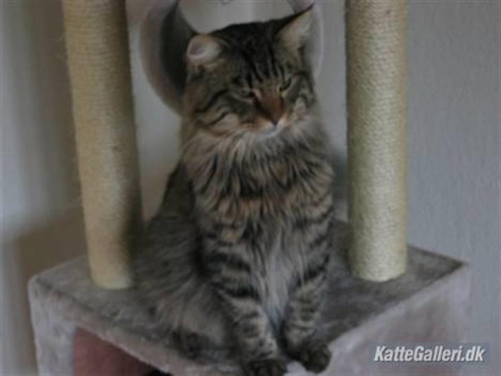 Norsk Skovkat Basse billede 10