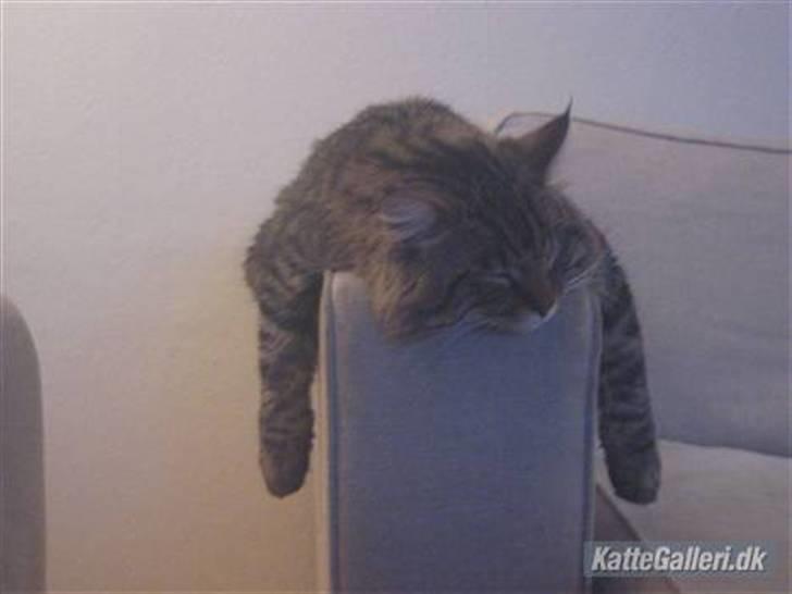 Norsk Skovkat Basse billede 11