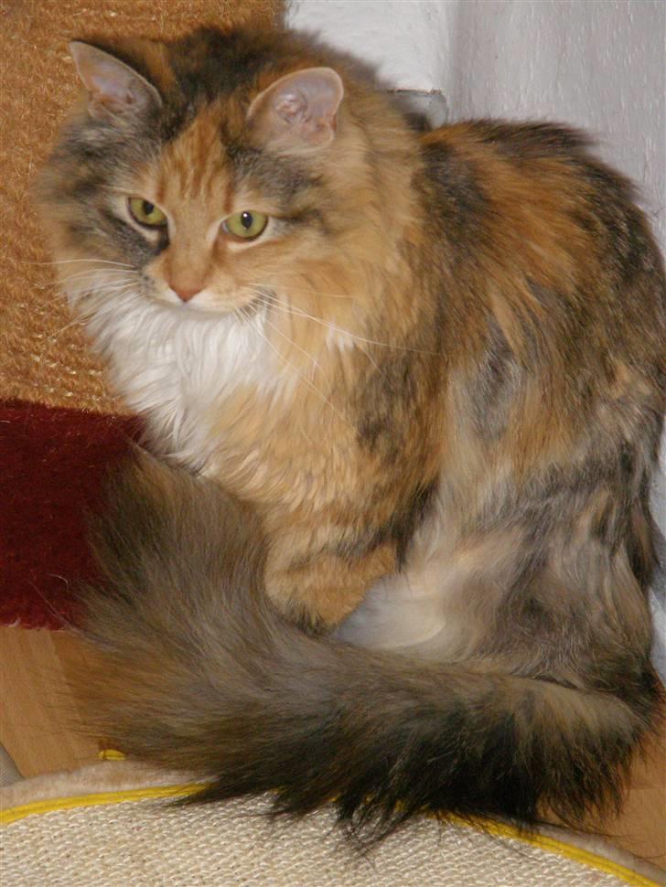 Blanding af racer Freja billede 1