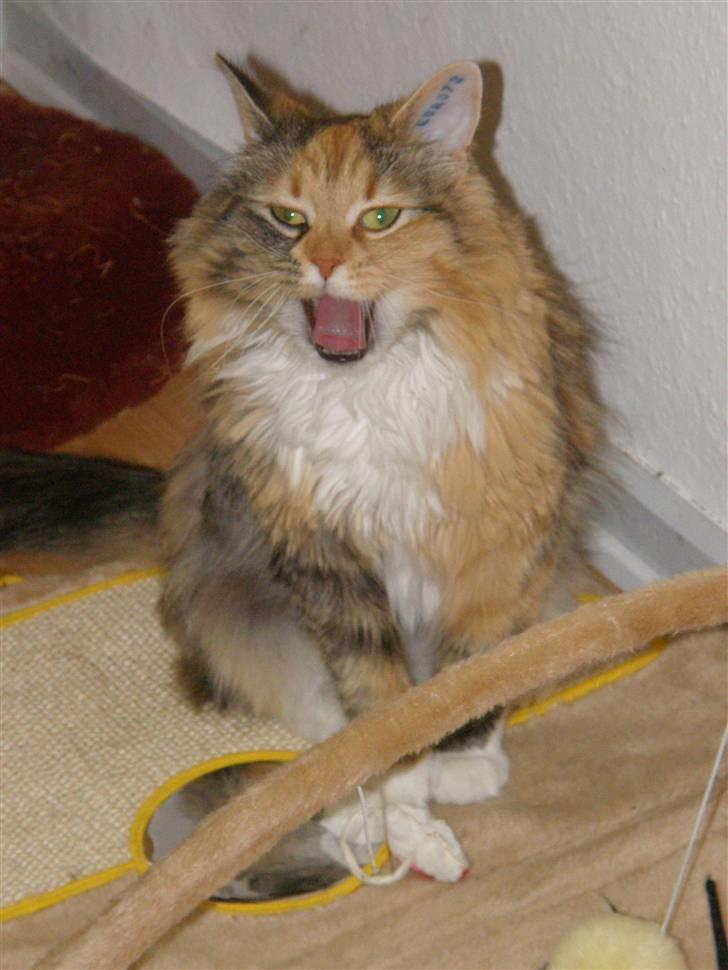 Blanding af racer Freja billede 2