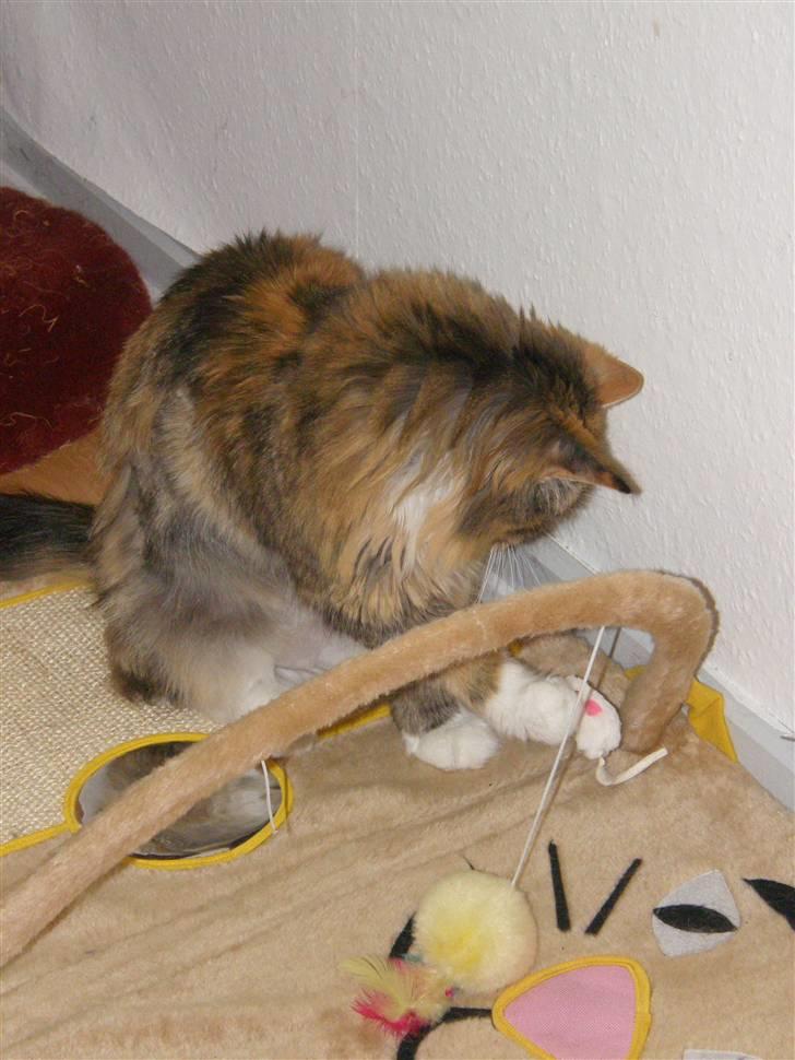 Blanding af racer Freja billede 3