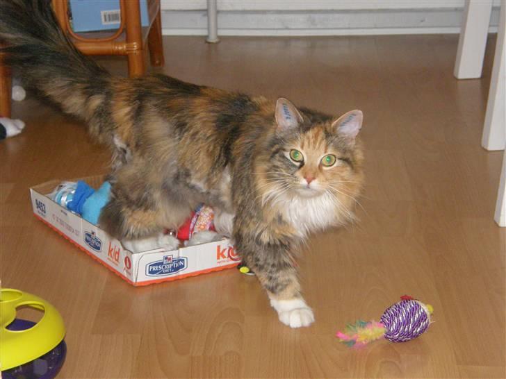 Blanding af racer Freja billede 4