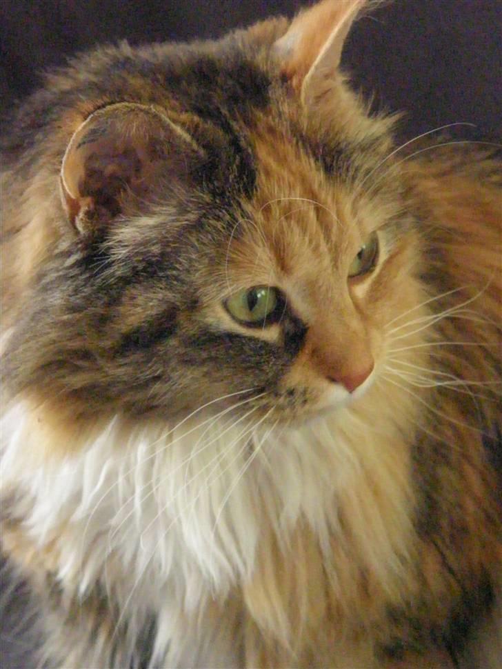 Blanding af racer Freja billede 5