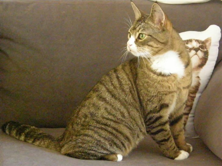 Huskat Sofus billede 1