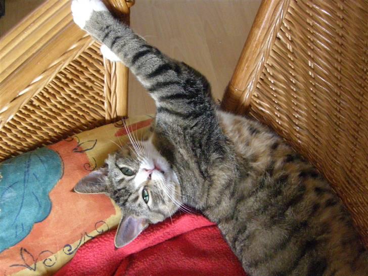 Huskat Sofus billede 2