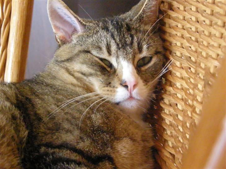 Huskat Sofus billede 3