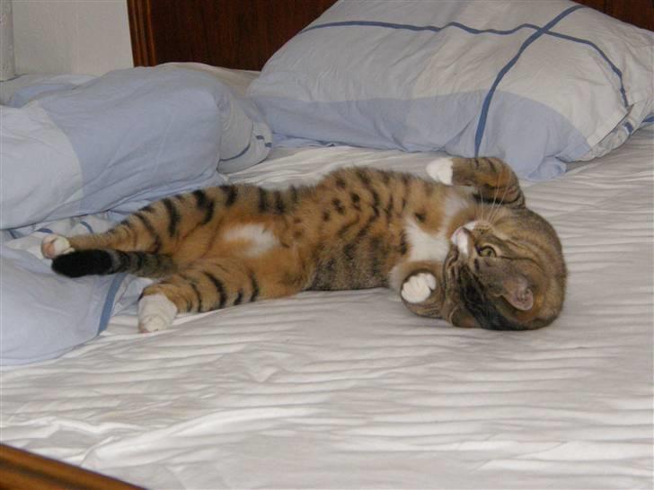 Huskat Sofus billede 4