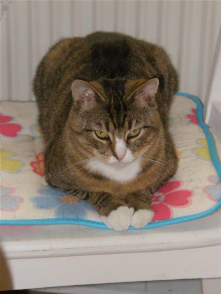 Huskat Sofus billede 5