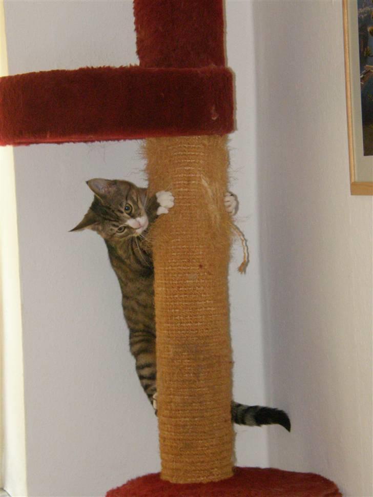 Huskat Sofus billede 6