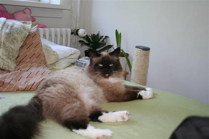 Ragdoll Tyler - Her ligger vi lige og daser lidt i sengen  billede 1