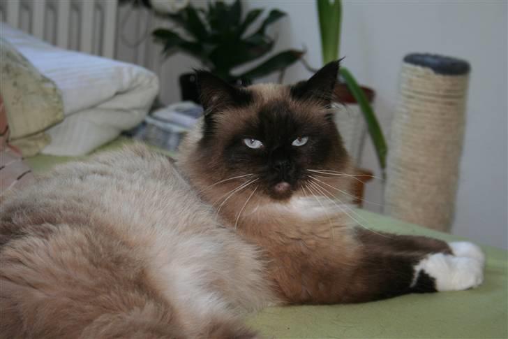 Ragdoll Tyler - Jeg er rigtig Fotogen billede 2