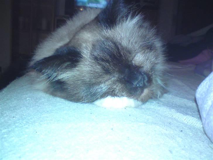 Ragdoll Tyler - Så lige et nærbillede når jeg sover billede 3