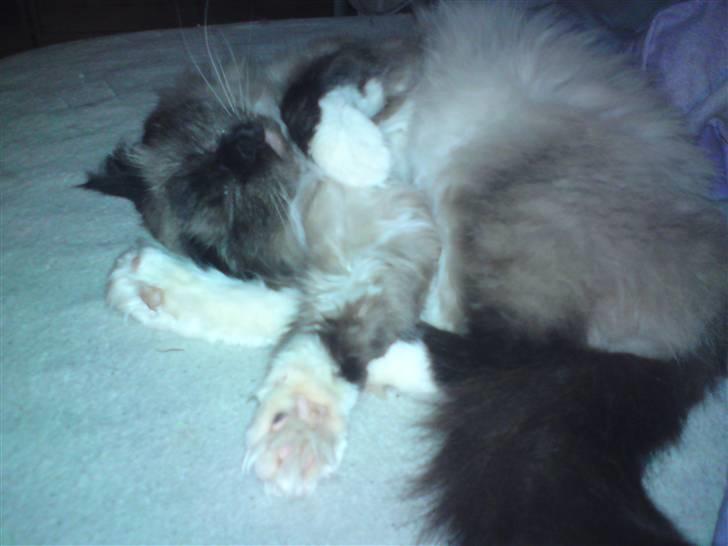 Ragdoll Tyler - Jeg elsker og sove på sjove måder billede 4