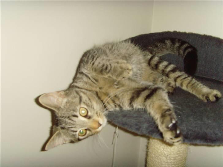 Blanding af racer Civic - Åhh jeg er så dejlig... billede 1